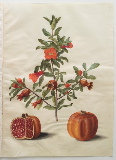 专辑“Gottorfer Codex”中的Punica granatum，c.1650（羊皮纸上的水粉） 作者 汉斯·西蒙·霍尔茨贝彻