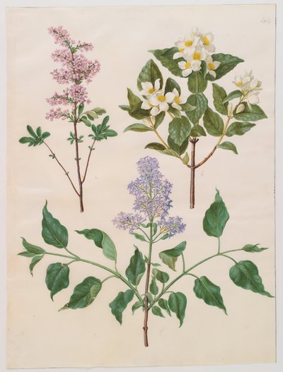 专辑Gottorfer Codex，c.1650（羊皮纸上的水粉）中的紫丁香（Syringa persica），philadelphus coronarius和syringa vulgaris 作者 汉斯·西蒙·霍尔茨贝彻