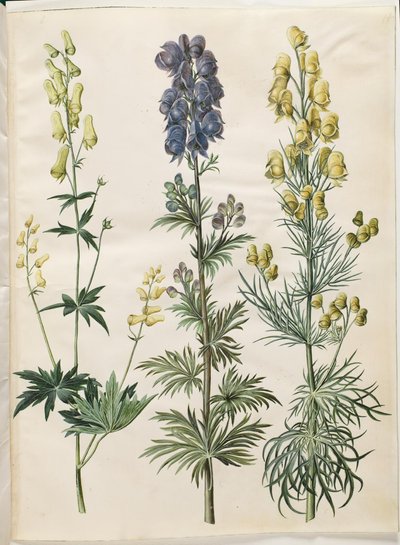 Aconitum lycoctonum（北欧狼毒）；Aconitum napellus（真狼毒）；Aconitum anthora（细叶狼毒） 作者 玛丽亚·西比拉·梅里安