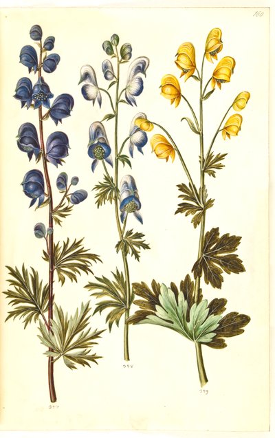 Aconitum napellus（？）（真狼尾草）；Aconitum variegatum，可能是 Aconitum ×cammarum（？）（变色狼尾草，可能是花园狼尾草）；Aconitum anthora（细叶狼尾草） 作者 汉斯-西蒙·霍尔茨贝克