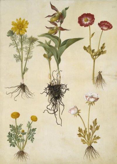 Adonis vernalis (vår-adonis); Cypripedium calceolus (stor fruesko); Ranunculus asiaticus (have-ranunkel); Ranunculus (art af ranunkel) 作者 玛丽亚·西比拉·梅里安