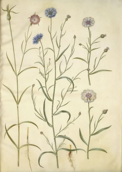 牛蒡；矢车菊 作者 玛丽亚·西比拉·梅里安