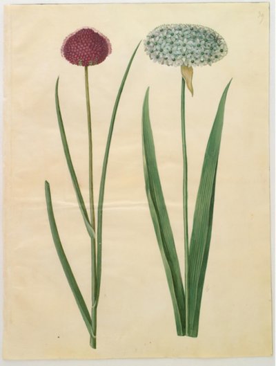 地中海观赏葱（Allium sphaerocephalon）；黑葱（Allium nigrum） 作者 玛丽亚·西比拉·梅里安
