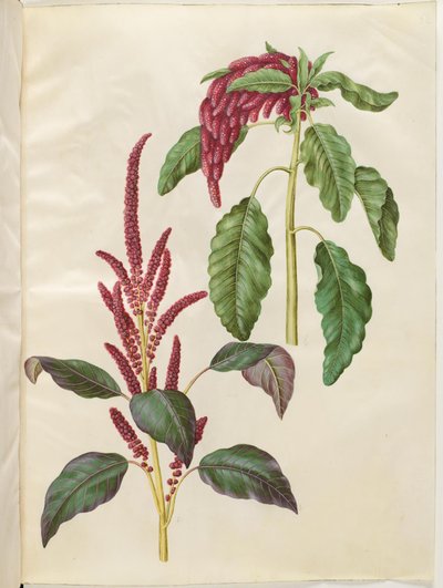 克氏苋 (rød amarant); 尾状苋 (rævehale-amarant) 作者 玛丽亚·西比拉·梅里安