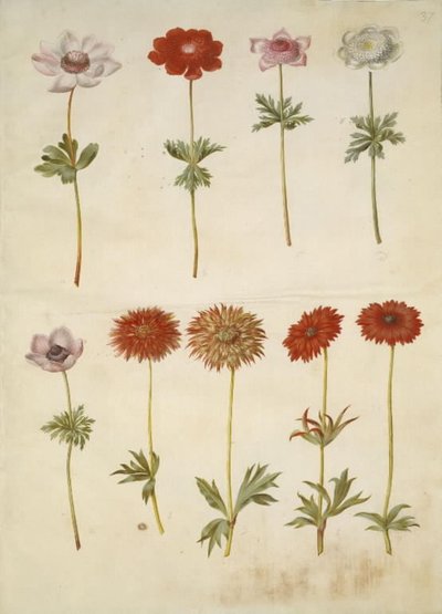 Anemone coronaria (French anemone); Anemone ×fulgens (shining anemone) 作者 玛丽亚·西比拉·梅里安