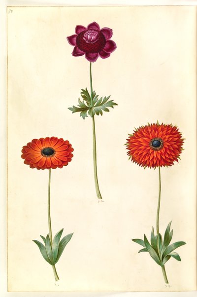 Anemone coronaria (French anemone); Anemone ×fulgens (shining anemone) 作者 玛丽亚·西比拉·梅里安