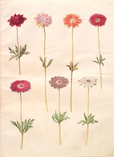 Anemone coronaria (French anemone); Anemone ×fulgens (shining anemone) 作者 玛丽亚·西比拉·梅里安