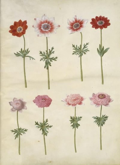 Anemone coronaria L.（法国海葵）；Anemone pavonina（孔雀海葵） 作者 玛丽亚·西比拉·梅里安