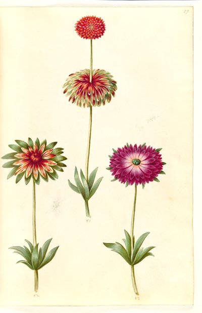 Anemone ×fulgens （闪亮海葵） 作者 玛丽亚·西比拉·梅里安