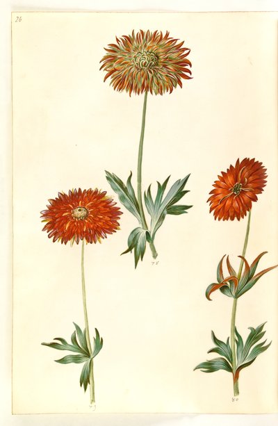 Anemone ×fulgens （闪亮海葵） 作者 玛丽亚·西比拉·梅里安