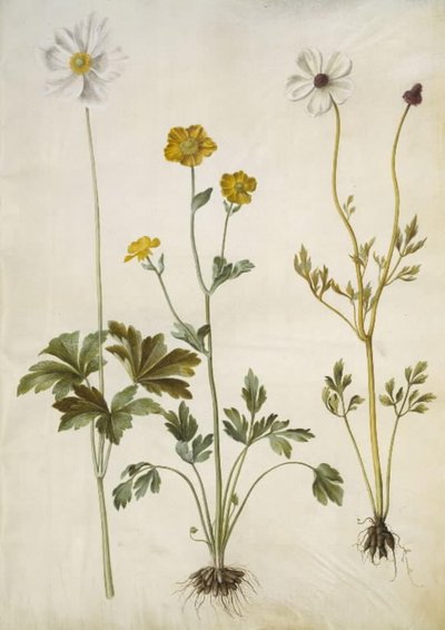 海葵（sommer-anemone）；小牡丹（Ranunculus monspeliacus）；小牡丹（Ranunculus asiaticus）。 作者 玛丽亚·西比拉·梅里安