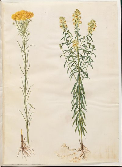 Aster linosyris（金毛翠菊）；Linaria vulgaris（普通鳕鱼嘴） 作者 玛丽亚·西比拉·梅里安