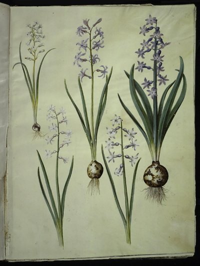 Brimeura amethystina（比利牛斯风信子）；Hyacinthus orientalis（普通风信子） 作者 玛丽亚·西比拉·梅里安