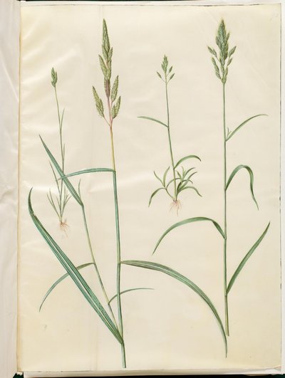 Bromus hordeaceus（软鹭）；Phalaris arundinacea（条纹草） 作者 玛丽亚·西比拉·梅里安
