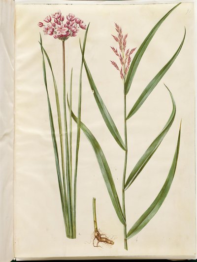 Butomus umbellatus（新娘蜡烛）；Phragmites australis（普通芦苇） 作者 玛丽亚·西比拉·梅里安