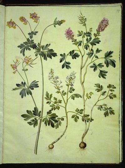 Capnoides sempervirens (harlequin herb); Corydalis solida (long stemmed larkspur) 作者 玛丽亚·西比拉·梅里安