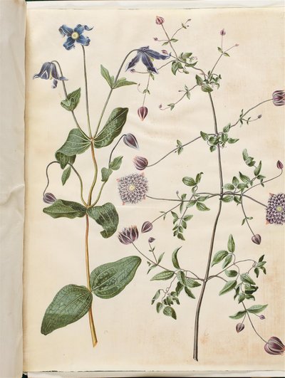 Clematis integrifolia（蓝色多年生铁线莲）；Clematis viticella（意大利爬山虎） 作者 玛丽亚·西比拉·梅里安