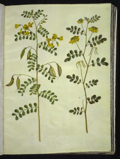 普通膀胱草（Colutea arborescens）；灌木马蹄草（Hippocrepis emerus） 作者 玛丽亚·西比拉·梅里安