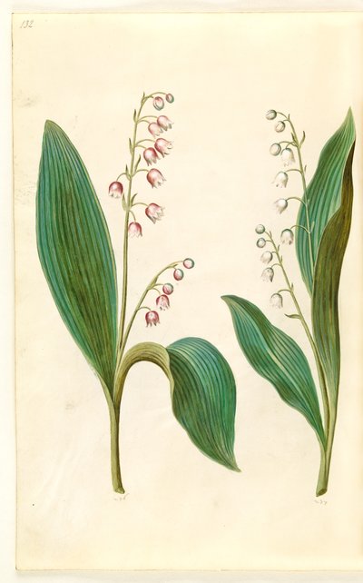 Convallaria majalis rosea (rød liljekonval); Convallaria majalis (liljekonval) 作者 玛丽亚·西比拉·梅里安