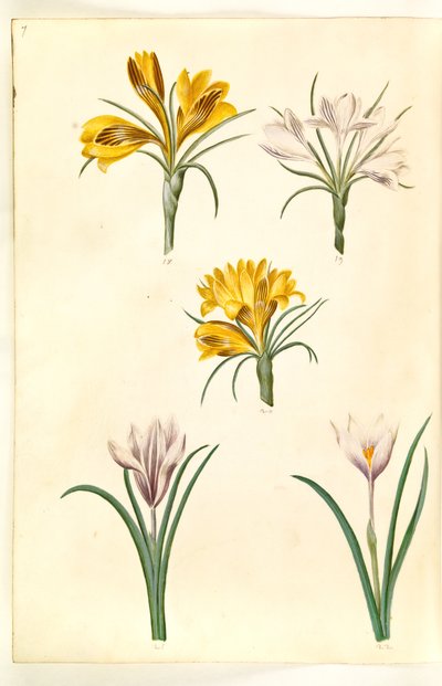 Crocus angustifolius (balkan-crocus); Crocus versicolor (alpe-crocus); Crocus vernus (?) (vår-crocus) 作者 玛丽亚·西比拉·梅里安