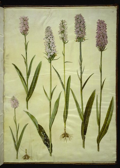Dactylorhiza maculata (Spotted Cuckoowort) 布袋莲 作者 玛丽亚·西比拉·梅里安