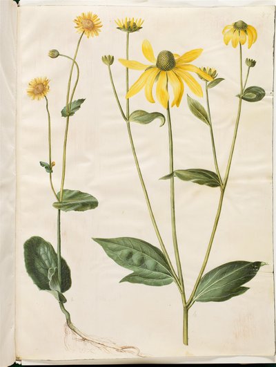 Doronicum pardalianches（心叶宝石花）；Rudbeckia laciniata（裂片锥花） 作者 玛丽亚·西比拉·梅里安
