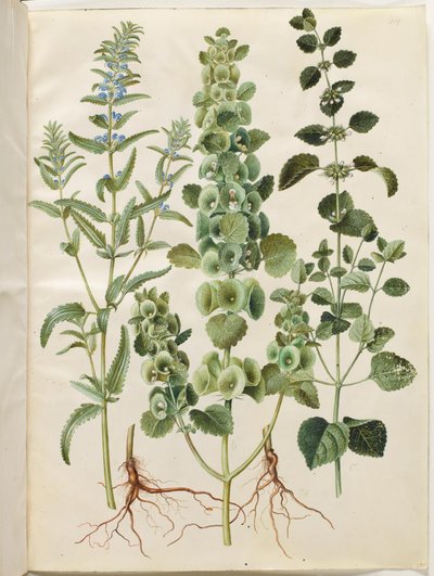 摩尔达维亚龙头草（Dracocephalum moldavica）；多刺漏斗草（Moluccella spinosa）；柠檬香蜂草（Melissa officinalis） 作者 玛丽亚·西比拉·梅里安