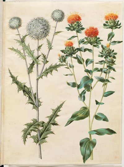 Echinops sphaerocephalus（普通蓟球）；Carthamus tinctorius（黄红花） 作者 玛丽亚·西比拉·梅里安