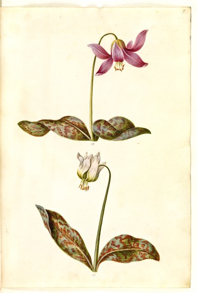 Erythronium dens-canis (true dogtooth) 作者 汉斯-西蒙·霍尔茨贝克