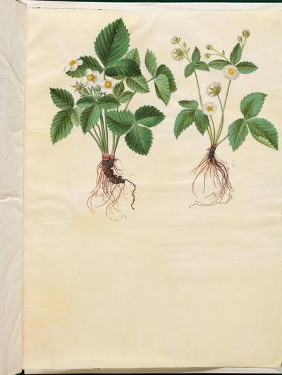野草莓 作者 玛丽亚·西比拉·梅里安