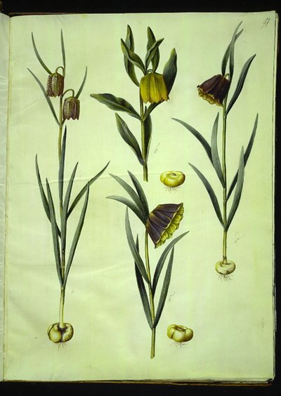 Fritillaria meleagris (common fanwort); Fritillaria aurea or Fritillaria tubiformis & moggridgei (fanwort); Fritillaria montana 作者 玛丽亚·西比拉·梅里安
