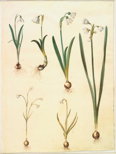 Galanthus nivalis（普通雪花莲）；Leucojum vernum（多头百合）；Leucojum aestivum（夏白梅）；Leucojum autumnale（秋白梅） 作者 玛丽亚·西比拉·梅里安
