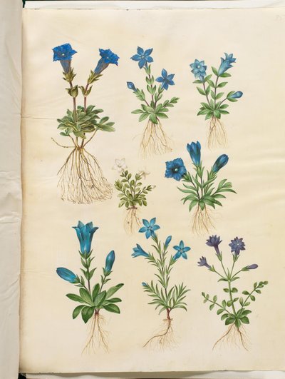 Gentiana acaulis (无茎龙胆); Gentiana verna (春龙胆); Gentiana acaulis (无茎龙胆); Gentiana (龙胆的种类) 作者 玛丽亚·西比拉·梅里安