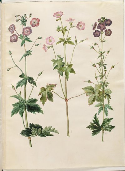 老鹳草（波冠老鹳草）；老鹳草（网纹老鹳草） 作者 玛丽亚·西比拉·梅里安