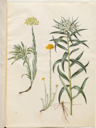 Helichrysum orientale（灌木万寿菊）；Helichrysum Stoechas（臭万寿菊）；Anaphalis margaritacea（普通珠篮） 作者 玛丽亚·西比拉·梅里安