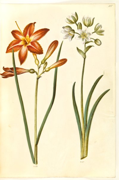 Hemerocallis fulva（棕色萱草）；Ornithogalum arabicum（奶蓟草） 作者 玛丽亚·西比拉·梅里安