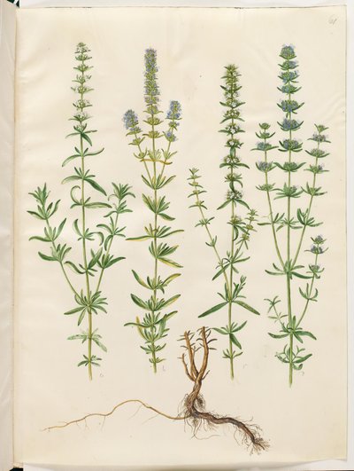 牛膝草 作者 汉斯-西蒙·霍尔茨贝克