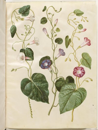 紫花苕 作者 Hans Simon Holtzbecker