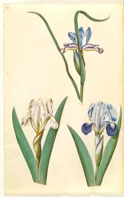 草叶鸢尾；lutescens 或 pumila 虹膜鸢尾（？ 作者 玛丽亚·西比拉·梅里安