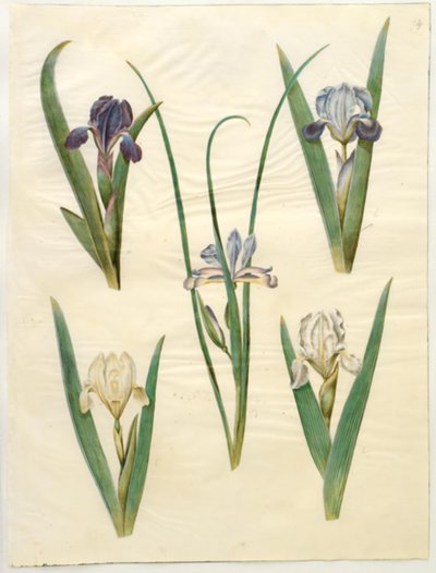 低矮鸢尾（Iris pumila）或矮小鸢尾（Iris lutescens）；草叶鸢尾（Iris graminea）。 作者 玛丽亚·西比拉·梅里安