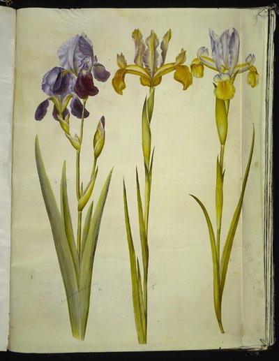 鸢尾花 ×sambucina（架上鸢尾花）；英国鸢尾花 latifolia（英国鸢尾花） 作者 玛丽亚·西比拉·梅里安