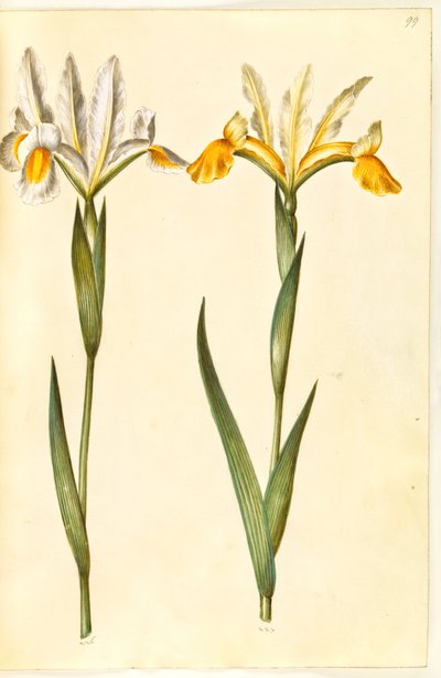 xiphium 虹膜鸢尾，可能是 latifolia 虹膜鸢尾（？）（西班牙鸢尾或英国鸢尾） 作者 玛丽亚·西比拉·梅里安