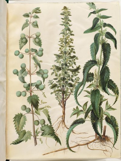 Kksgb2950/65 Urtica pilulifera（罗马荨麻）；Urtica urens（小荨麻）；Urtica dioica（大荨麻） 作者 玛丽亚·西比拉·梅里安