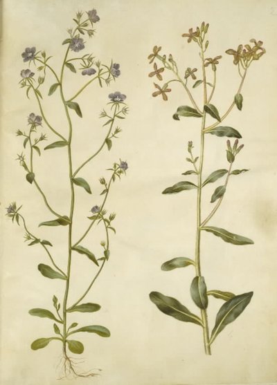 Legousia speculum-veneris（真维纳斯镜）；Hesperis tristis（夜紫罗兰） 作者 玛丽亚·西比拉·梅里安