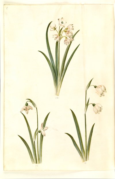 夏白梅（Leucojum aestivum）；普通雪花莲（Galanthus nivalis）；马蹄莲（Leucojum vernum）。 作者 玛丽亚·西比拉·梅里安