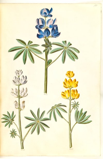 Lupinus pilosus (blå lupin)；Lupinus albus (hvid lupin)；Lupinus luteus (gul lupin)。 作者 玛丽亚·西比拉·梅里安