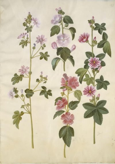 锦葵（普通锦葵）；Lavatera thuringiaca（德国白杨玫瑰） 作者 玛丽亚·西比拉·梅里安