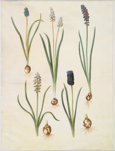 麝香草（杏仁薄荷）；麝香草（麝香薄荷）；麝香草（麝香薄荷）；麝香草（麝香薄荷）；麝香草（麝香薄荷）；麝香草（麝香薄荷）；麝香草（麝香薄荷）。 作者 玛丽亚·西比拉·梅里安