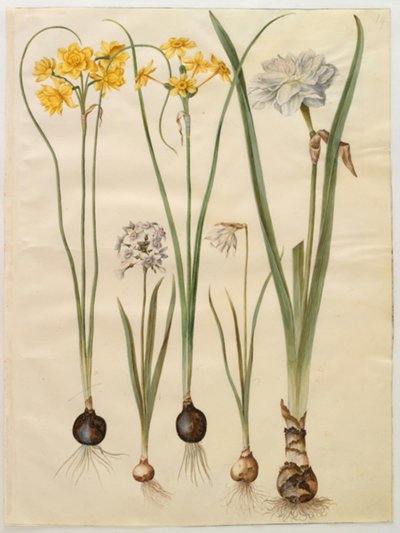 Narcissus jonquilla (siv-narcis); Narcissus tazetta (tazet); Narcissus pseudonarcissus moschatus (moskus-narcis); Narcissus poeticus (brush lily) 作者 玛丽亚·西比拉·梅里安