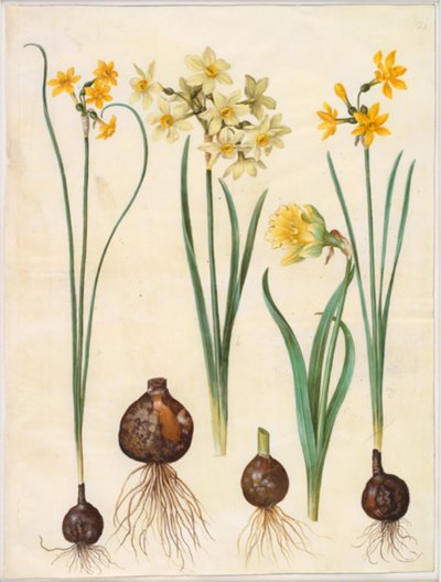 Narcissus jonquilla (siv-narcis); Narcissus tazetta aureus (guld-tazet); Narcissus pseudonarcissus bicolor (tofarvet påskelilje) 作者 玛丽亚·西比拉·梅里安